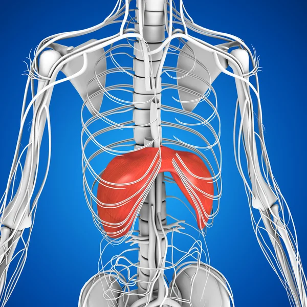 Human Diaphragm anatomy — Stock Photo, Image