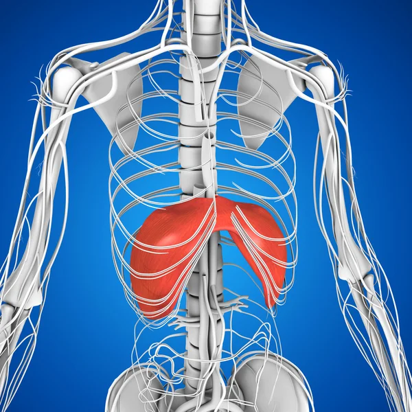 Anatomía del diafragma humano —  Fotos de Stock