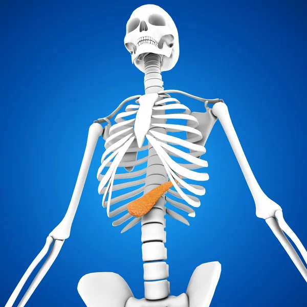 Menselijke alvleesklier anatomie — Stockfoto