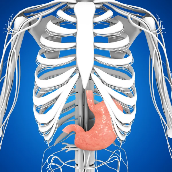 Anatomia człowieka żołądek — Zdjęcie stockowe
