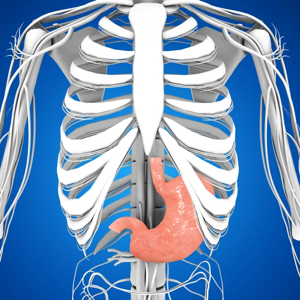 Lidský žaludek anatomie — Stock fotografie