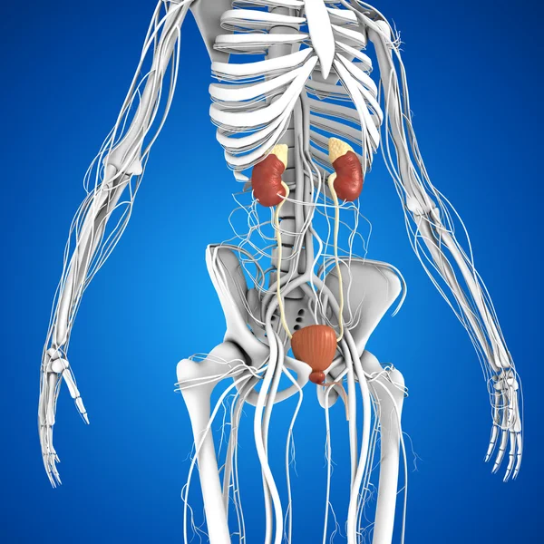 Anatomie der menschlichen Nieren — Stockfoto