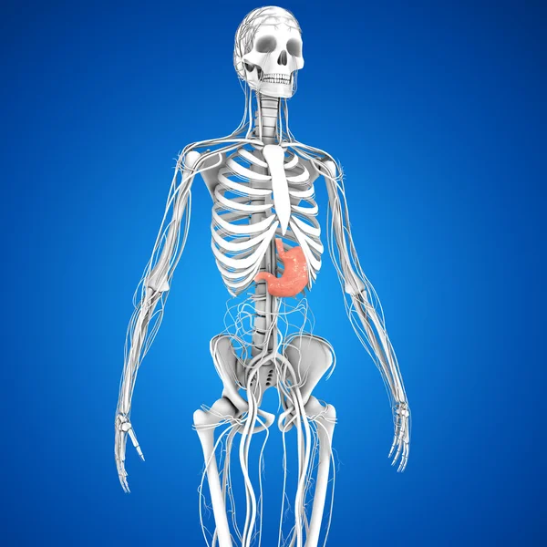 Anatomía del estómago humano — Foto de Stock