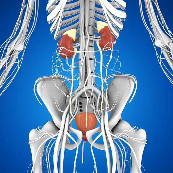 Anatomia dos rins humanos — Fotografia de Stock