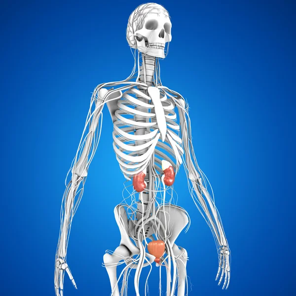 Anatomía de los riñones humanos — Foto de Stock