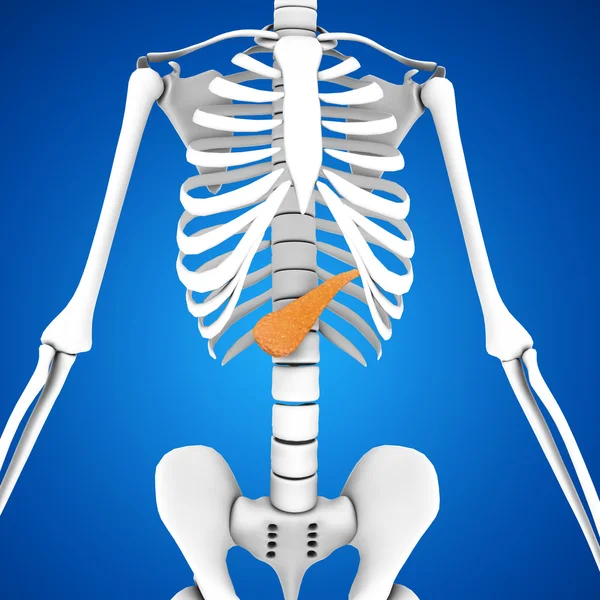 Anatomie der menschlichen Bauchspeicheldrüse — Stockfoto