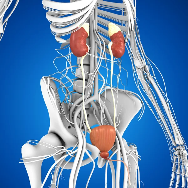 Anatomía de los riñones humanos — Foto de Stock