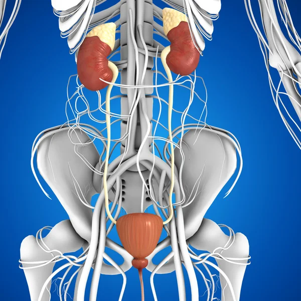 Human Kidneys Anatomy — Stock Photo, Image