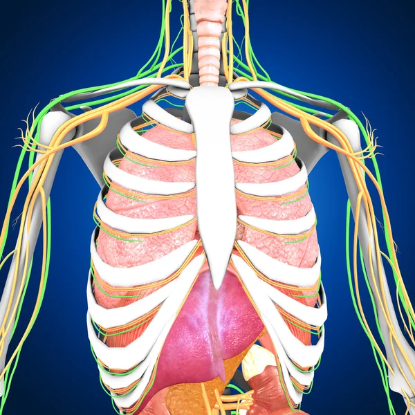 Анатомия человеческого тела — стоковое фото