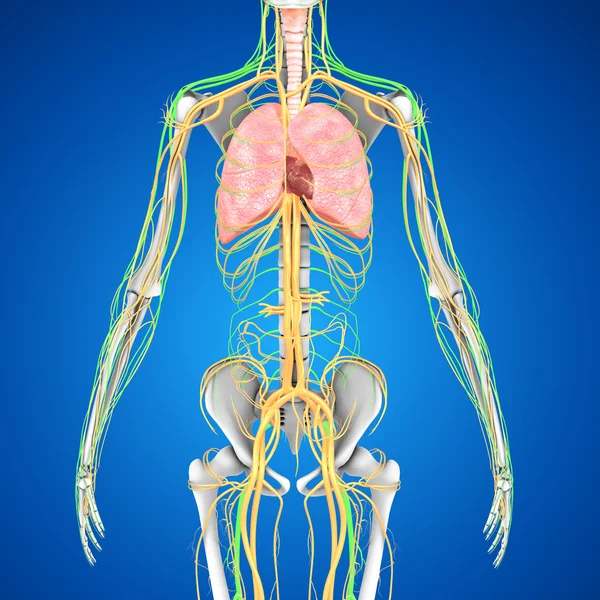 Kalp anatomisi akciğerlere — Stok fotoğraf