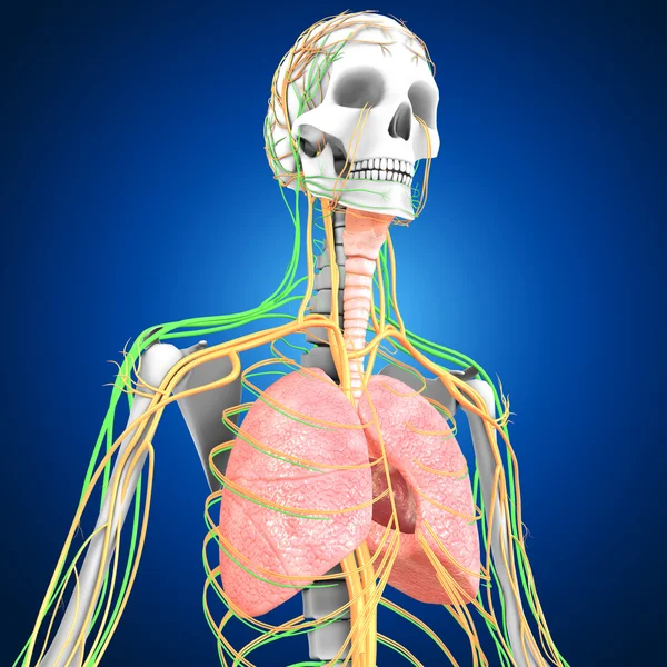 Pulmones con anatomía del corazón —  Fotos de Stock