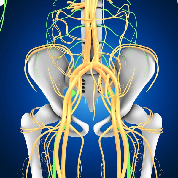 Circulatory system anatomy — Stock Photo, Image