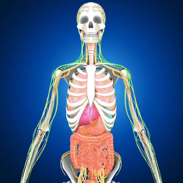 Menselijke organen anatomie — Stockfoto