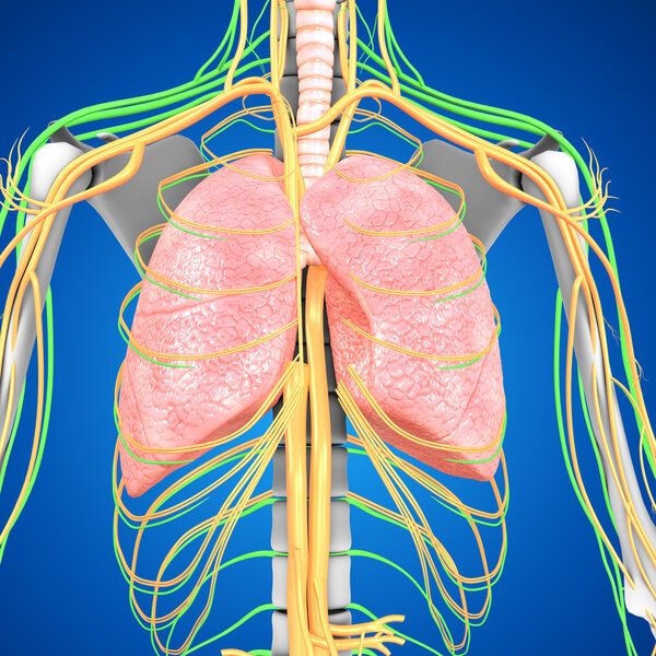Анатомия легких человека

