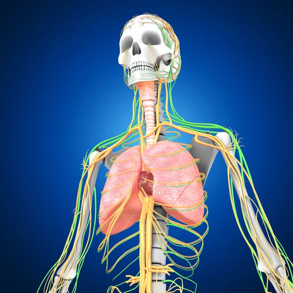 Longen met hart anatomie — Stockfoto