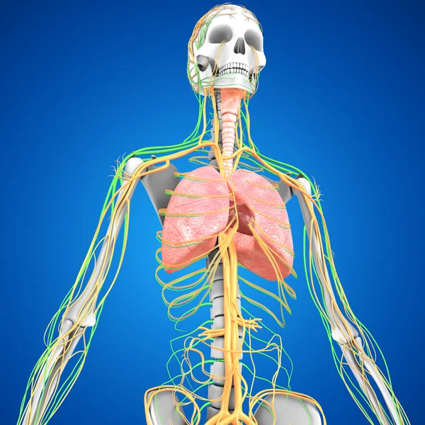 Lungs with heart anatomy — Stock Photo, Image