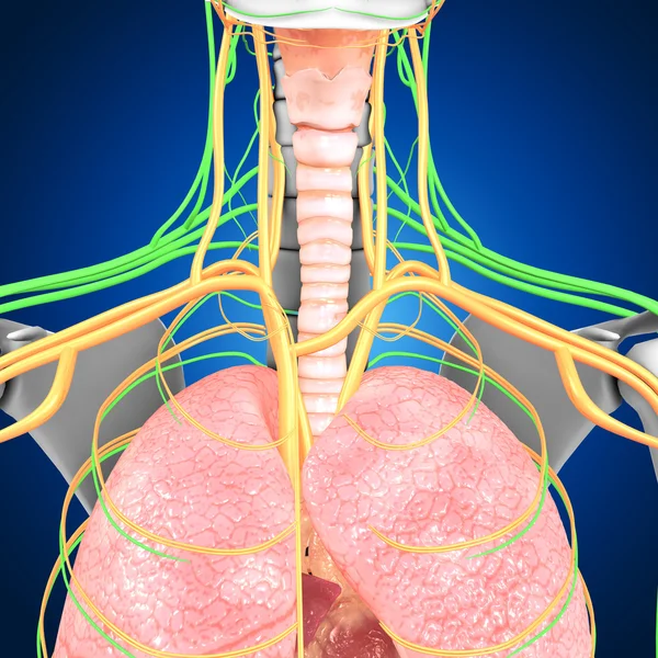Płuca z Anatomia serca — Zdjęcie stockowe