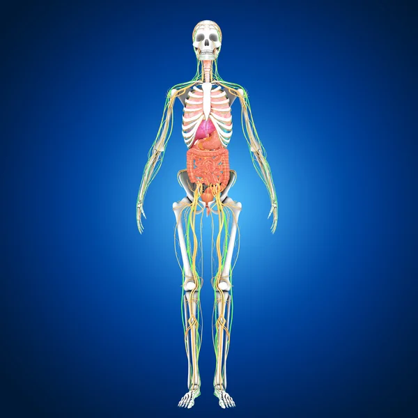 Anatomie van het menselijk lichaam — Stockfoto