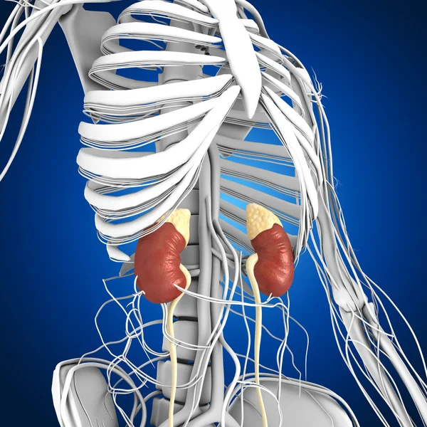 Anatomia dos rins humanos — Fotografia de Stock