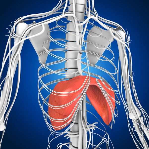 Human Diaphragm anatomy — Stock Photo, Image