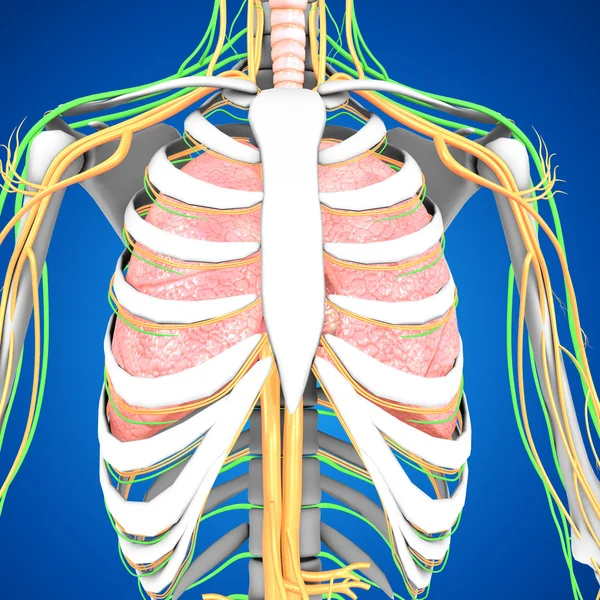 Анатомия легких человека — стоковое фото