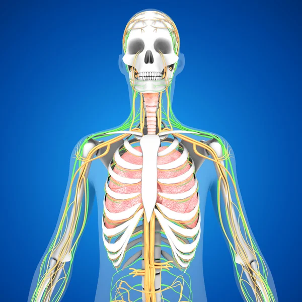 인간의 폐 해부학 — 스톡 사진
