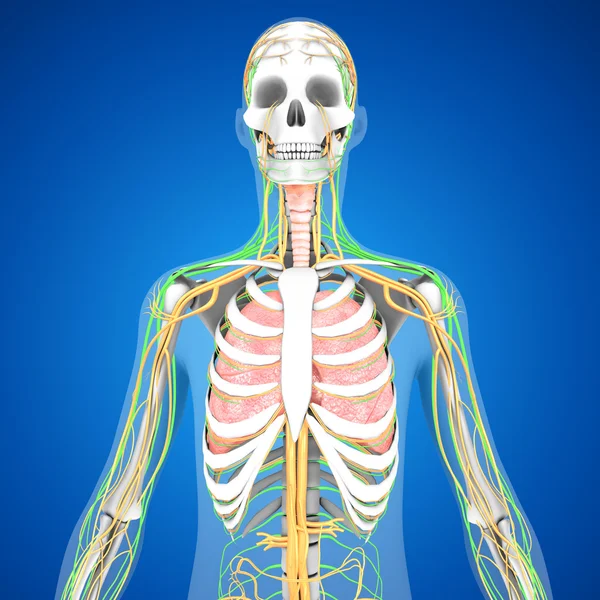 Menselijke longen anatomie — Stockfoto