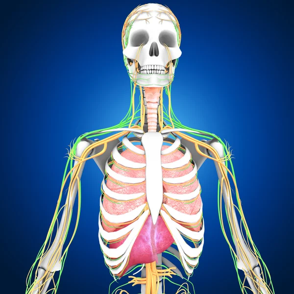 Anatomia del corpo umano — Foto Stock
