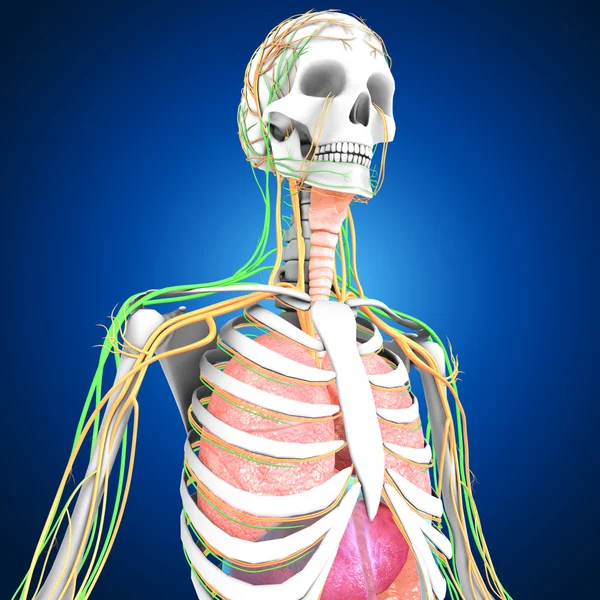 легкие в скелете. скелет. лёгкие на скелете человека. скелет человека с легкими. легкие в скелете.
