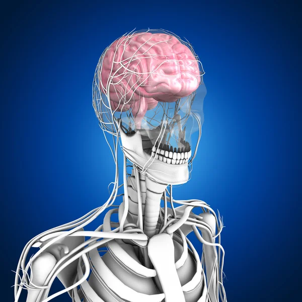 Anatomía del cerebro humano —  Fotos de Stock