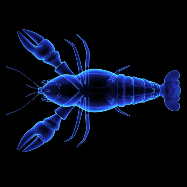 Astacus, lobster, cancer — Stock Image Astacus, lobster, cancer Royalty Free Stock Images