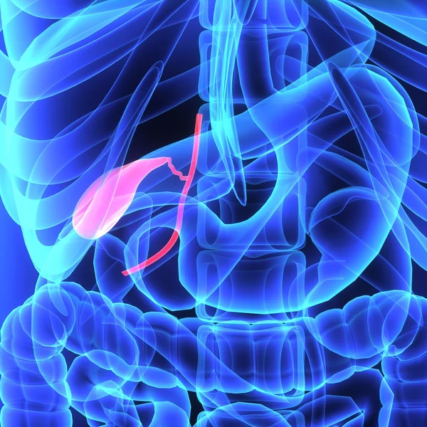 Anatomie de la vésicule biliaire Image En Vente