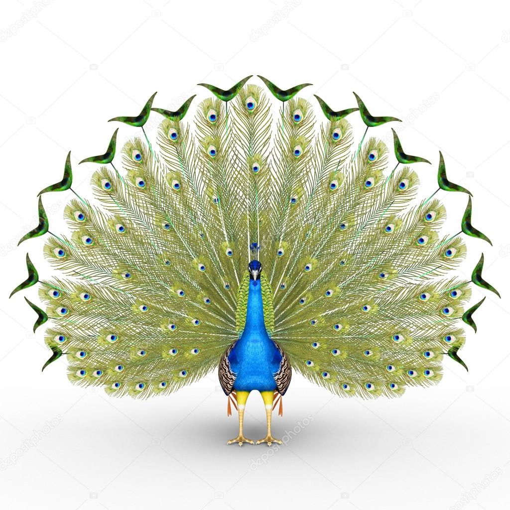 Peacock colorful bird