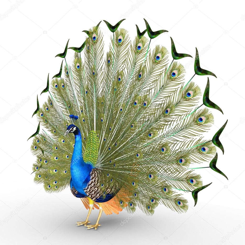 Peacock colorful bird
