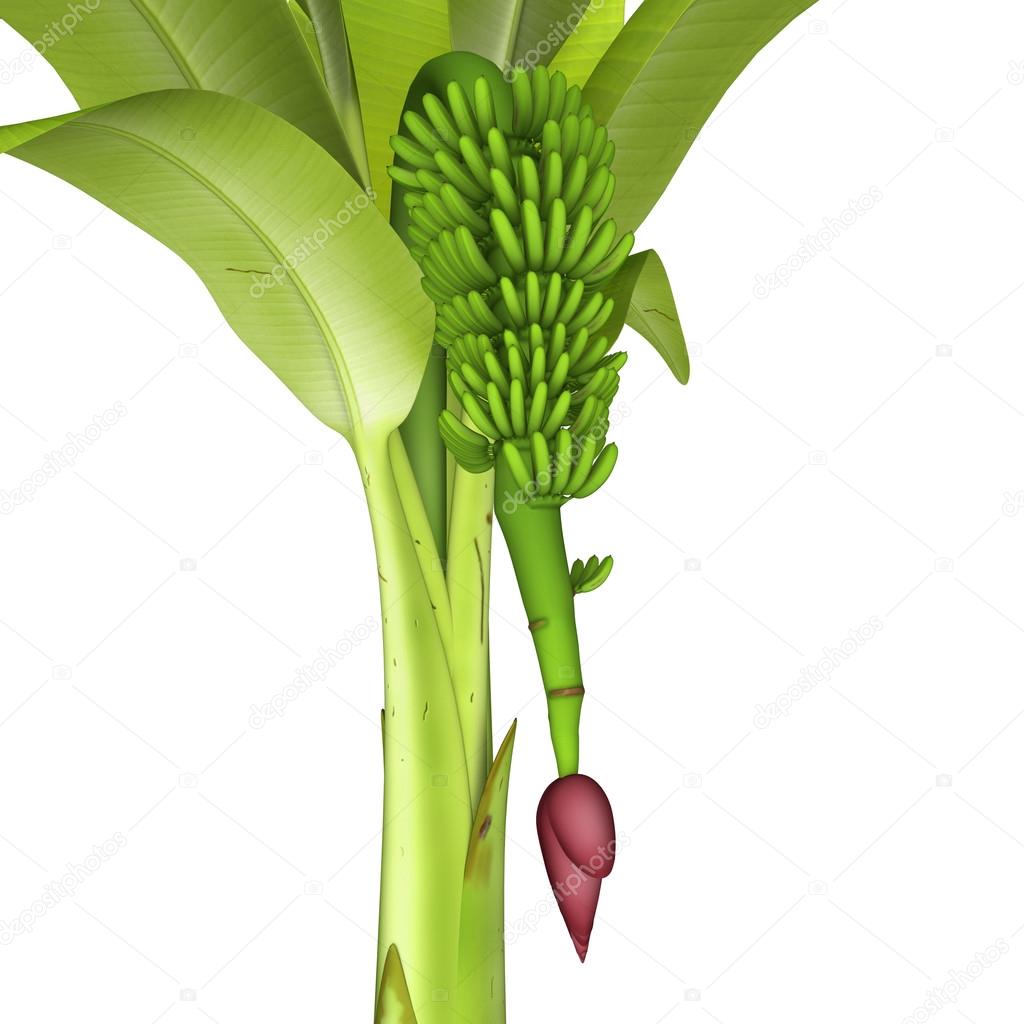 Platano (Musa paradisica)