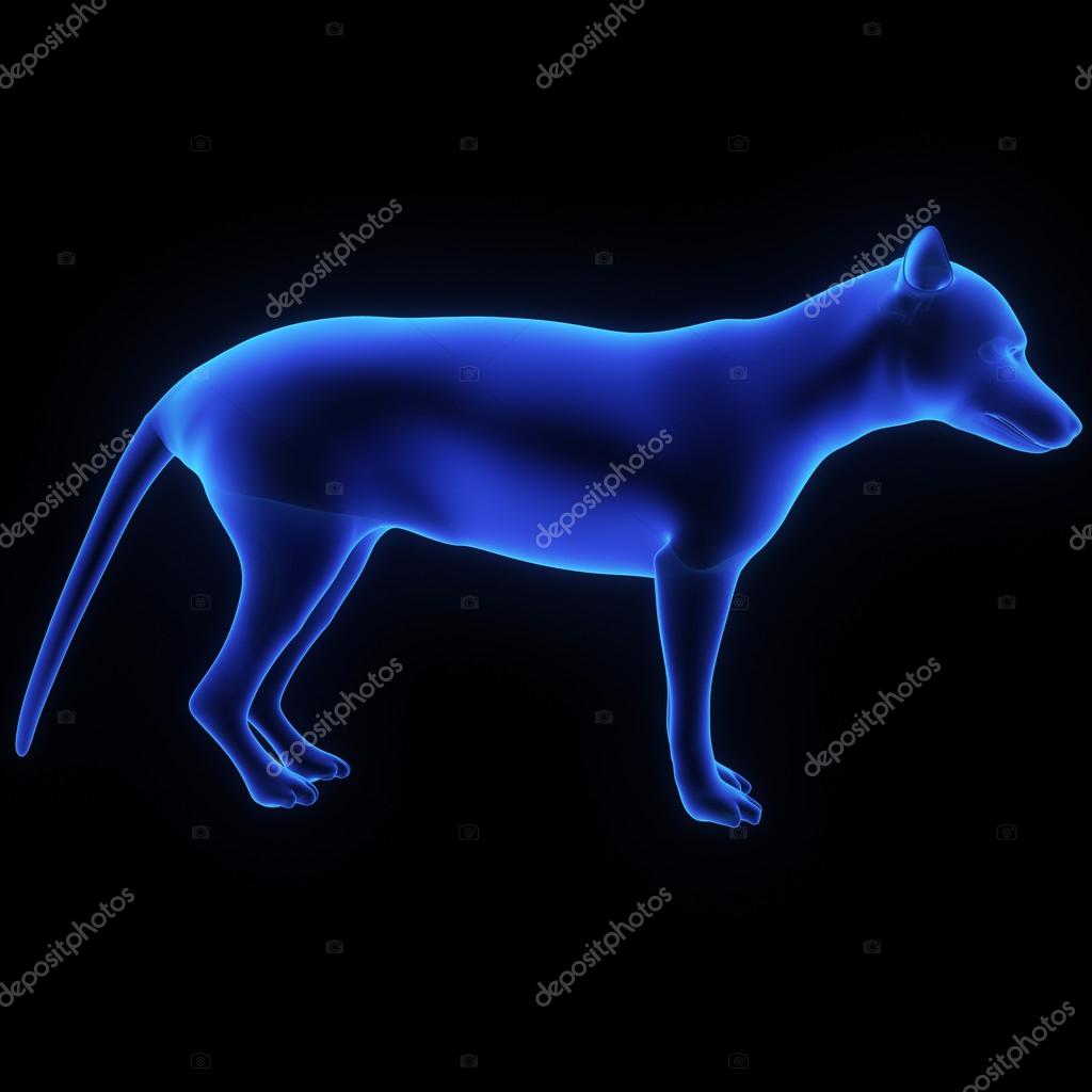 WIDOW 고스 고딕 거미 코르셋 탑 | 후루츠패밀리, image size:1024x1024