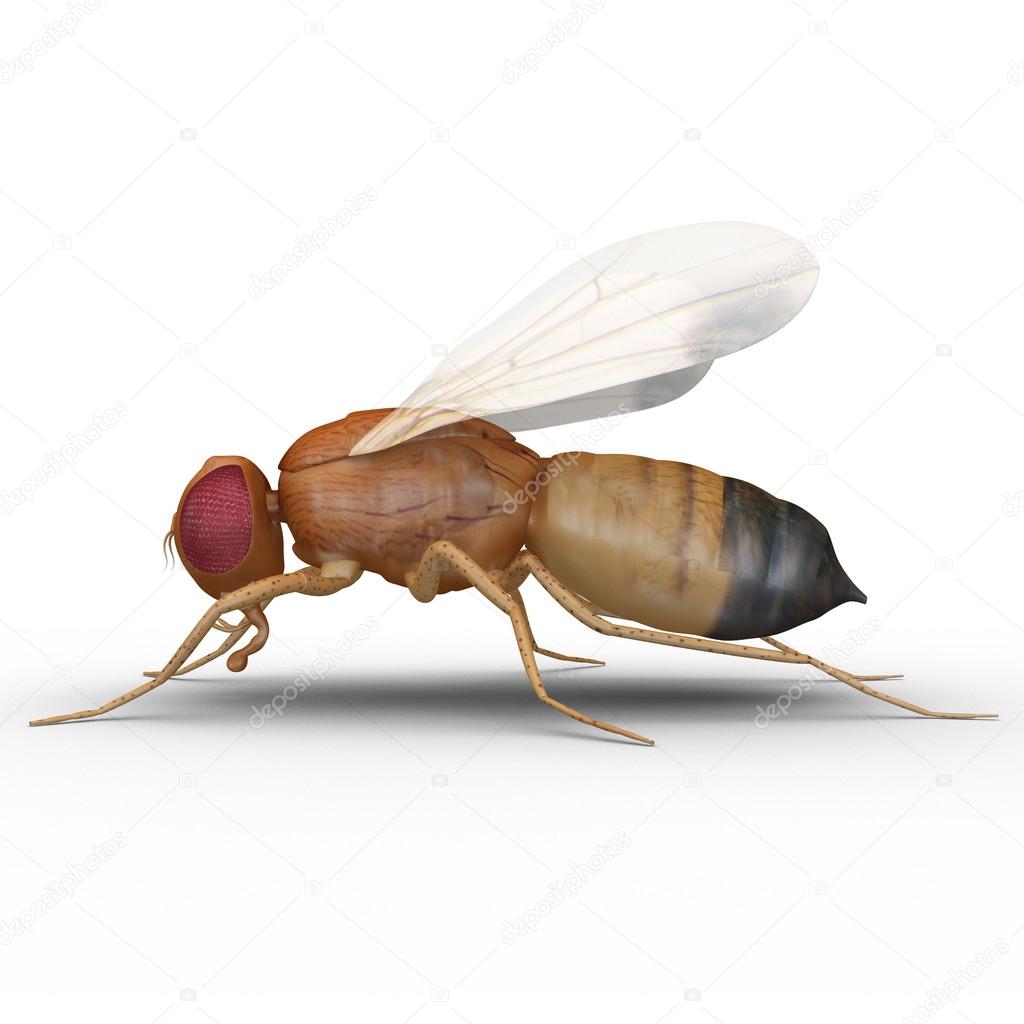 Fruit fly insect