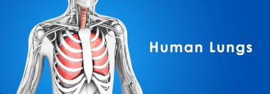 insan akciğerler anatomi