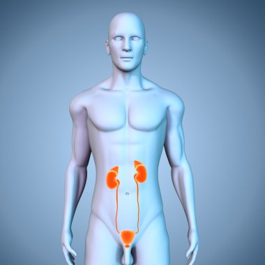 insan böbrek anatomisi