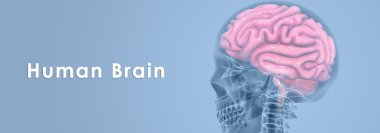 İnsan Beyni Anatomisi