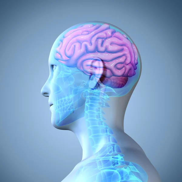 Human brain anatomy — Stock Photo, Image