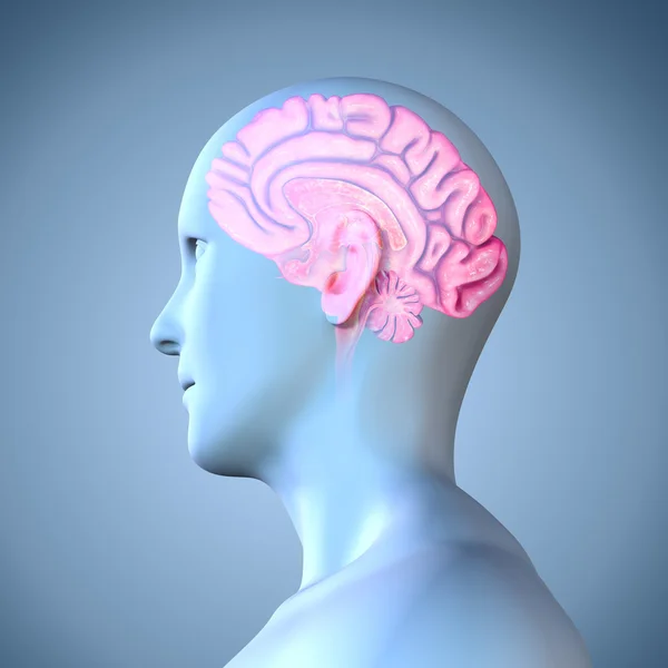 Human brain anatomy — Stock Photo, Image