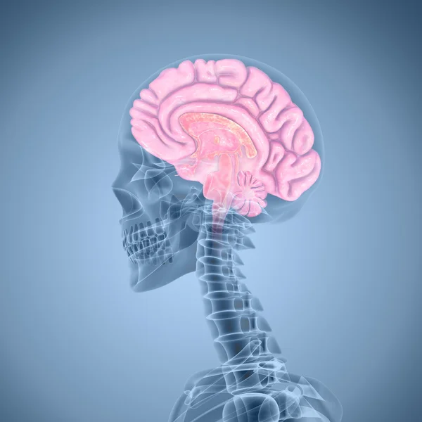 İnsan Beyni Anatomisi — Stok fotoğraf