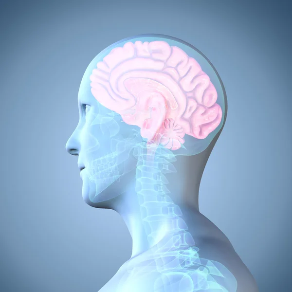 인간의 뇌 구조 — 스톡 사진