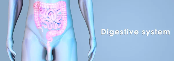 Human Digestive system — Stock Photo, Image