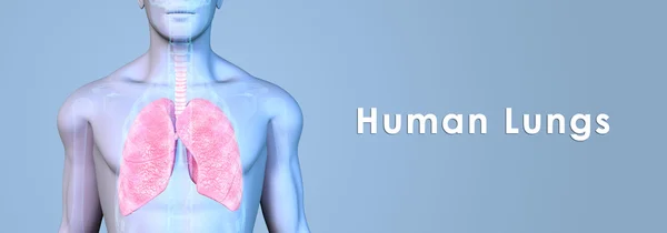 Anatomía pulmonar humana — Foto de Stock