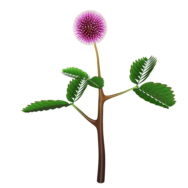 Mimosa pudica blomst - Stock-foto