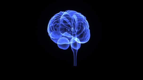 Cerveau X-ray médecine science animation 