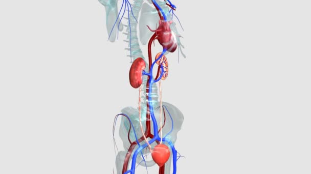 Human kidneys organ — Stock Video