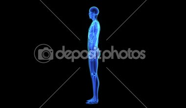 İskelet vücut tıp bilim animasyon